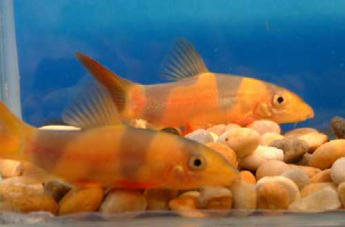 TIIKERINUOLIAINEN 5-6CM